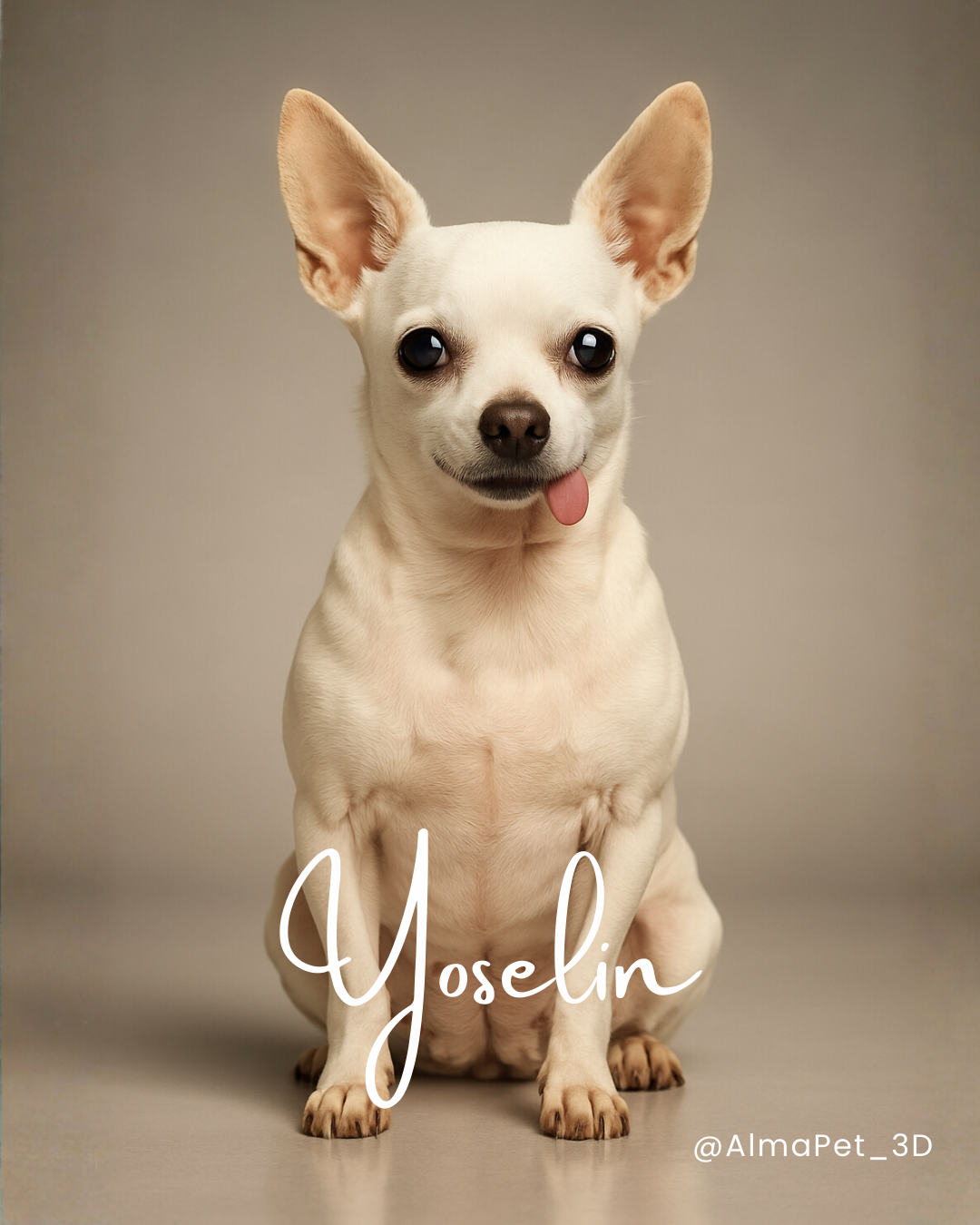 Foto de referencia real de Yoselin, chihuahua, para escultura personalizada — AlmaPet